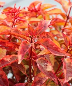 Brighter Blooms Shrubs & Hedges Lime Sizzler™ Firebush