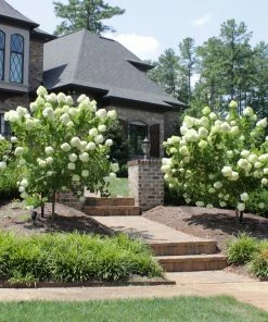 Brighter Blooms Limelight Hydrangea Tree Shrubs & Hedges