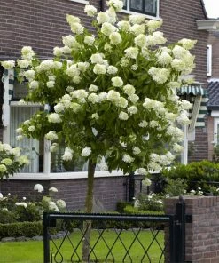 Brighter Blooms Limelight Hydrangea Tree Shrubs & Hedges