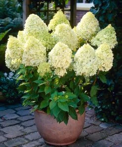 Brighter Blooms Limelight Hydrangea Shrub Shrubs & Hedges