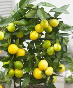 Brighter Blooms Citrus Trees Limequat Tree 7 Brighter Blooms Citrus Trees Limequat Tree