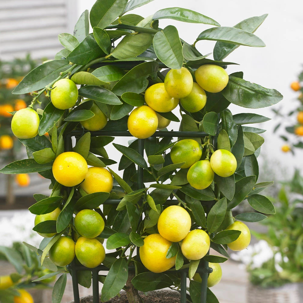 Brighter Blooms Citrus Trees Limequat Tree 4 Brighter Blooms Citrus Trees Limequat Tree