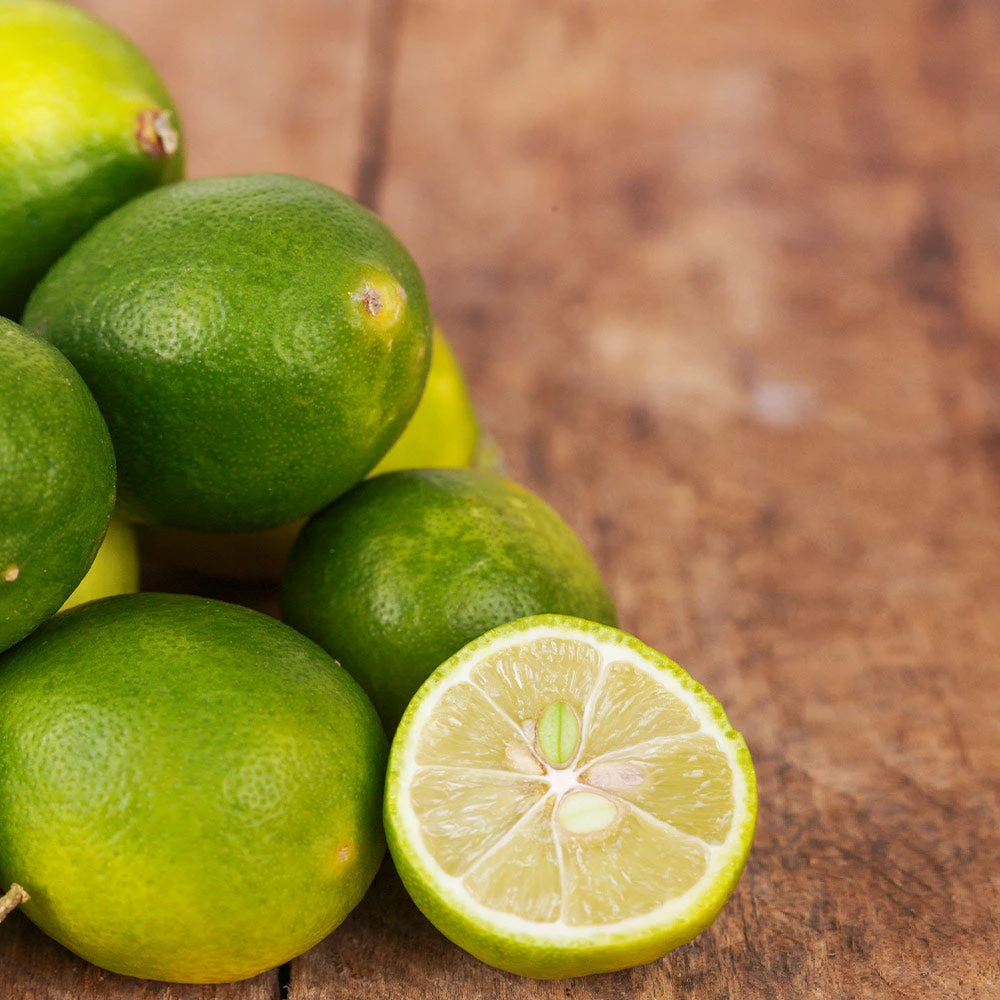 Brighter Blooms Citrus Trees Limequat Tree 2 Brighter Blooms Citrus Trees Limequat Tree