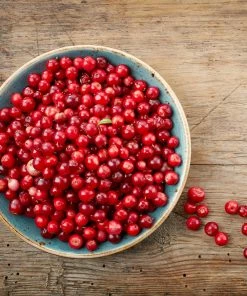 Brighter Blooms Lingonberry Plant 5 Brighter Blooms Lingonberry Plant