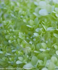 Brighter Blooms Shrubs & Hedges Little Lime® Hydrangea Tree 5 Brighter Blooms Shrubs & Hedges Little Lime® Hydrangea Tree