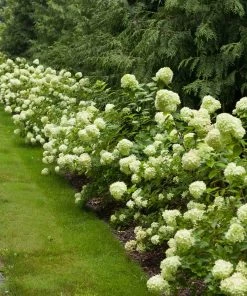 Brighter Blooms Little Lime® Hydrangea Shrub