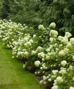 Brighter Blooms Little Lime® Hydrangea Shrub