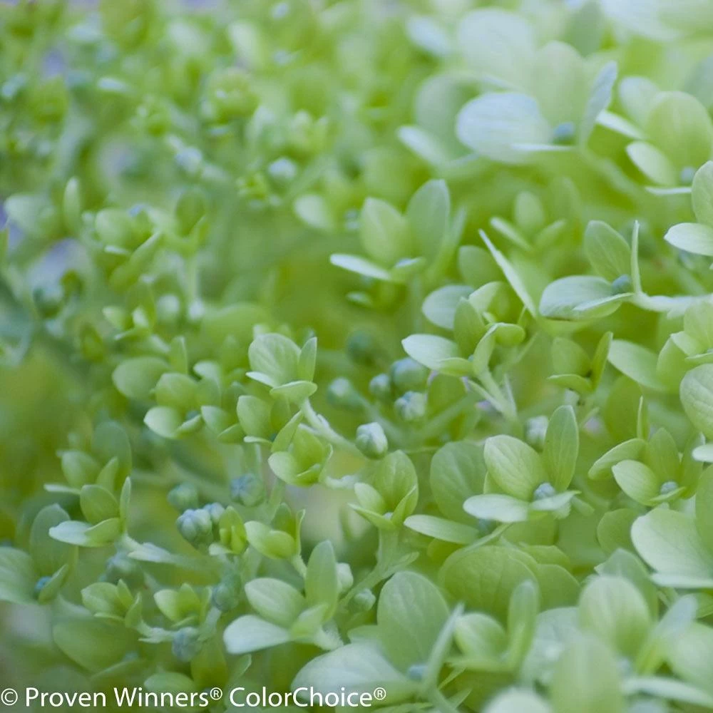 Brighter Blooms Little Lime® Hydrangea Shrub 4 Brighter Blooms Little Lime® Hydrangea Shrub