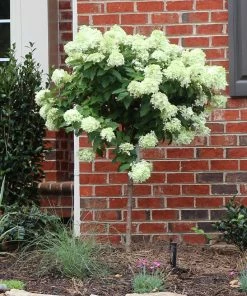 Brighter Blooms Shrubs & Hedges Little Lime® Hydrangea Tree