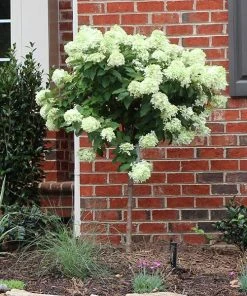 Brighter Blooms Shrubs & Hedges Little Lime® Hydrangea Tree