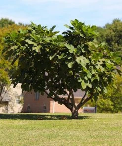 Brighter Blooms Little Miss Figgy™ Fig Tree 7 Brighter Blooms Little Miss Figgy™ Fig Tree