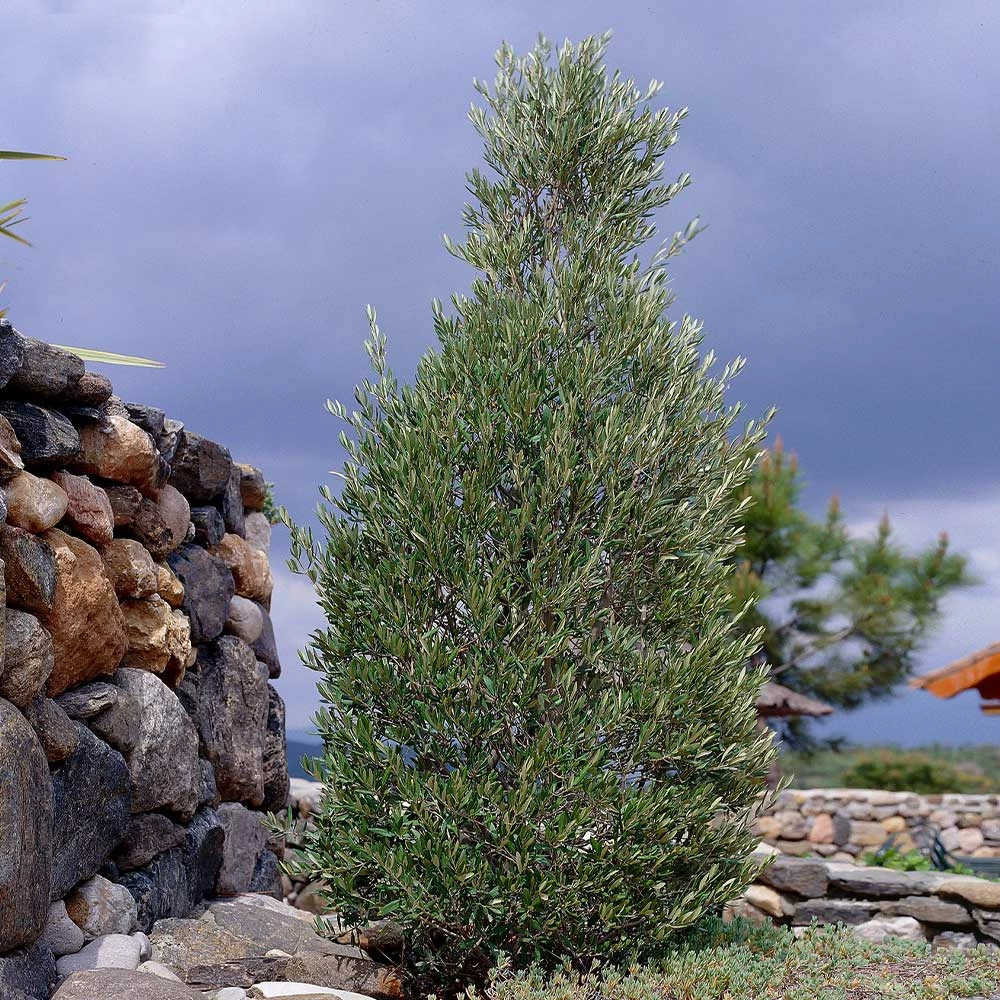 Brighter Blooms Little Ollie' Dwarf Olive Olive Trees 2 Brighter Blooms Little Ollie' Dwarf Olive Olive Trees