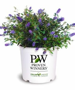 Brighter Blooms Lo And Behold® Blue Chip Jr. Butterfly Bush SHOP ALL 7 Brighter Blooms Lo And Behold® Blue Chip Jr. Butterfly Bush SHOP ALL