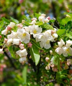 Brighter Blooms Lollipop® Crabapple Tree