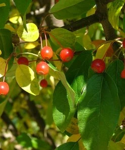 Brighter Blooms Lollipop® Crabapple Tree