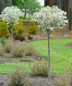 Brighter Blooms Lollipop® Crabapple Tree