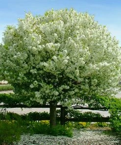 Brighter Blooms Lollipop® Crabapple Tree