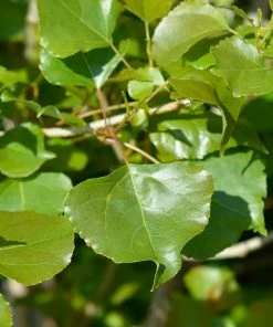 Brighter Blooms Lombardy Poplar Tree Arborvitae Trees