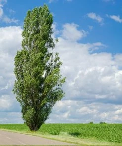 Brighter Blooms Lombardy Poplar Tree Arborvitae Trees