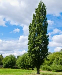 Brighter Blooms Lombardy Poplar Tree Arborvitae Trees