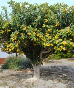 Brighter Blooms Loquat Tree Fruit Trees