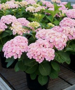 Brighter Blooms Love Hydrangea Shrub Shrubs & Hedges