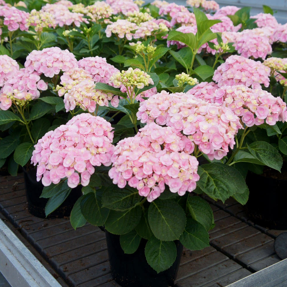 Brighter Blooms Love Hydrangea Shrub Shrubs & Hedges 2 Brighter Blooms Love Hydrangea Shrub Shrubs & Hedges