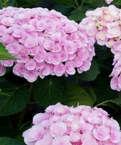 Brighter Blooms Love Hydrangea Shrub Shrubs & Hedges 5 Brighter Blooms Love Hydrangea Shrub Shrubs & Hedges