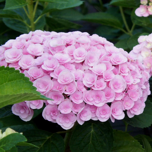 Brighter Blooms Love Hydrangea Shrub Shrubs & Hedges 1 Brighter Blooms Love Hydrangea Shrub Shrubs & Hedges