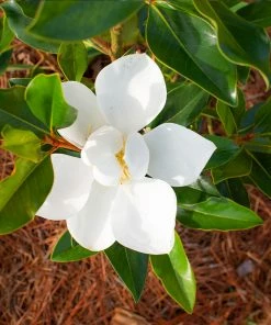 Brighter Blooms Evergreen & Privacy Little Gem Magnolia Tree