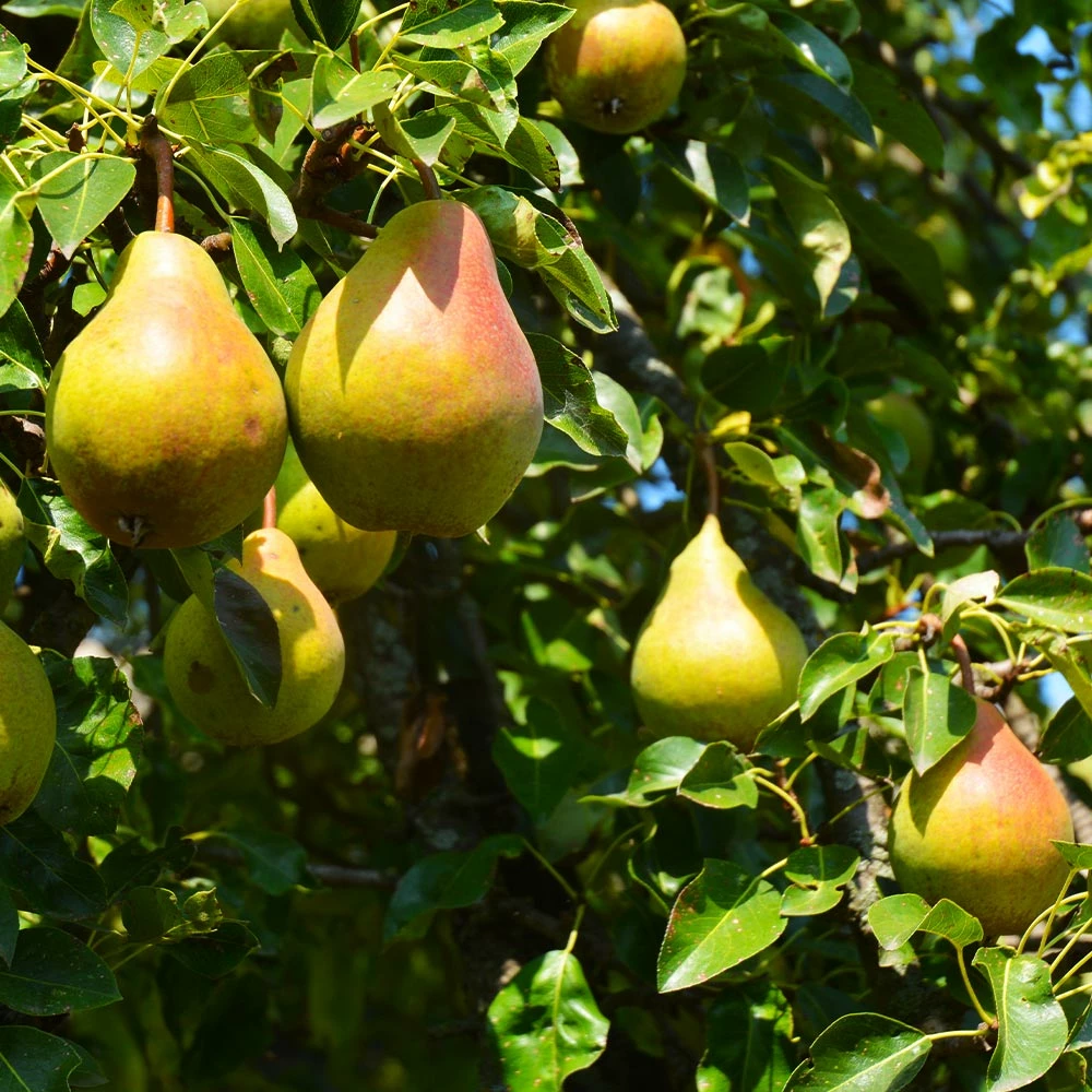 Brighter Blooms Luscious Pear Tree New Trees 2 Brighter Blooms Luscious Pear Tree New Trees