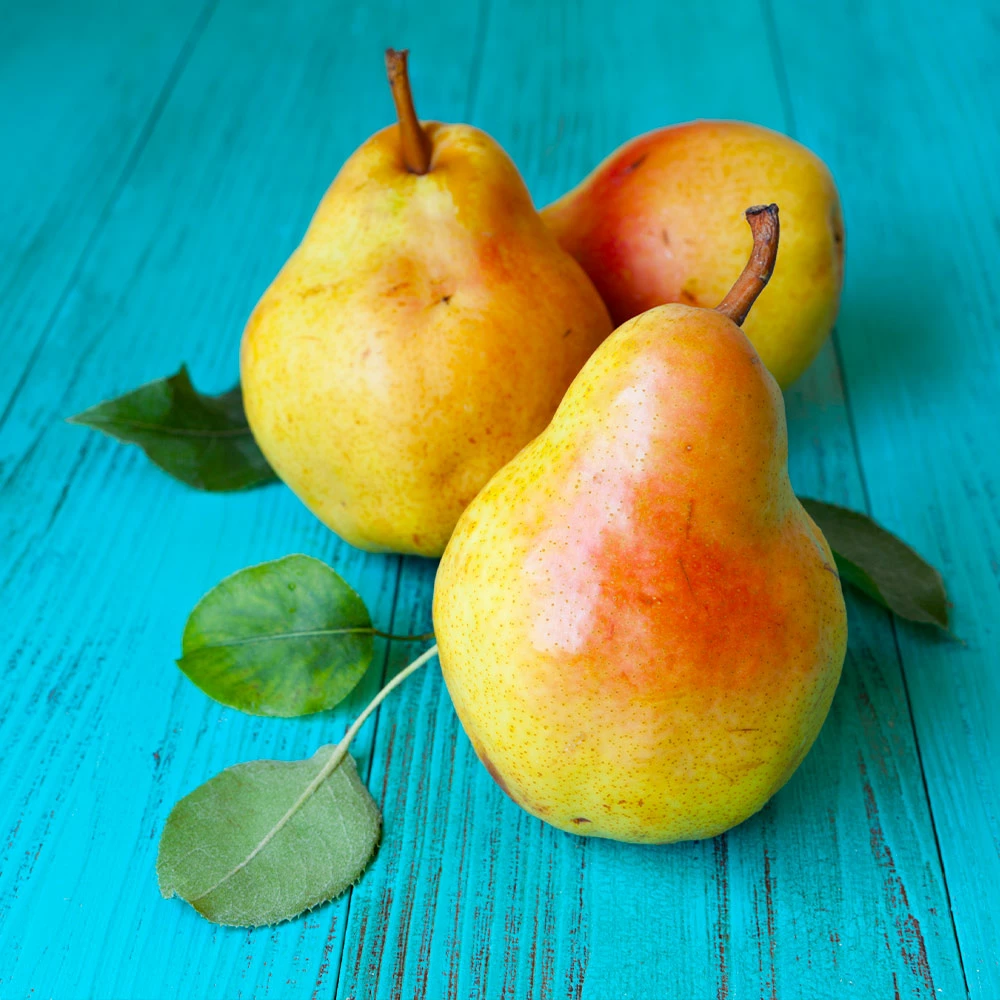 Brighter Blooms Luscious Pear Tree New Trees 3 Brighter Blooms Luscious Pear Tree New Trees