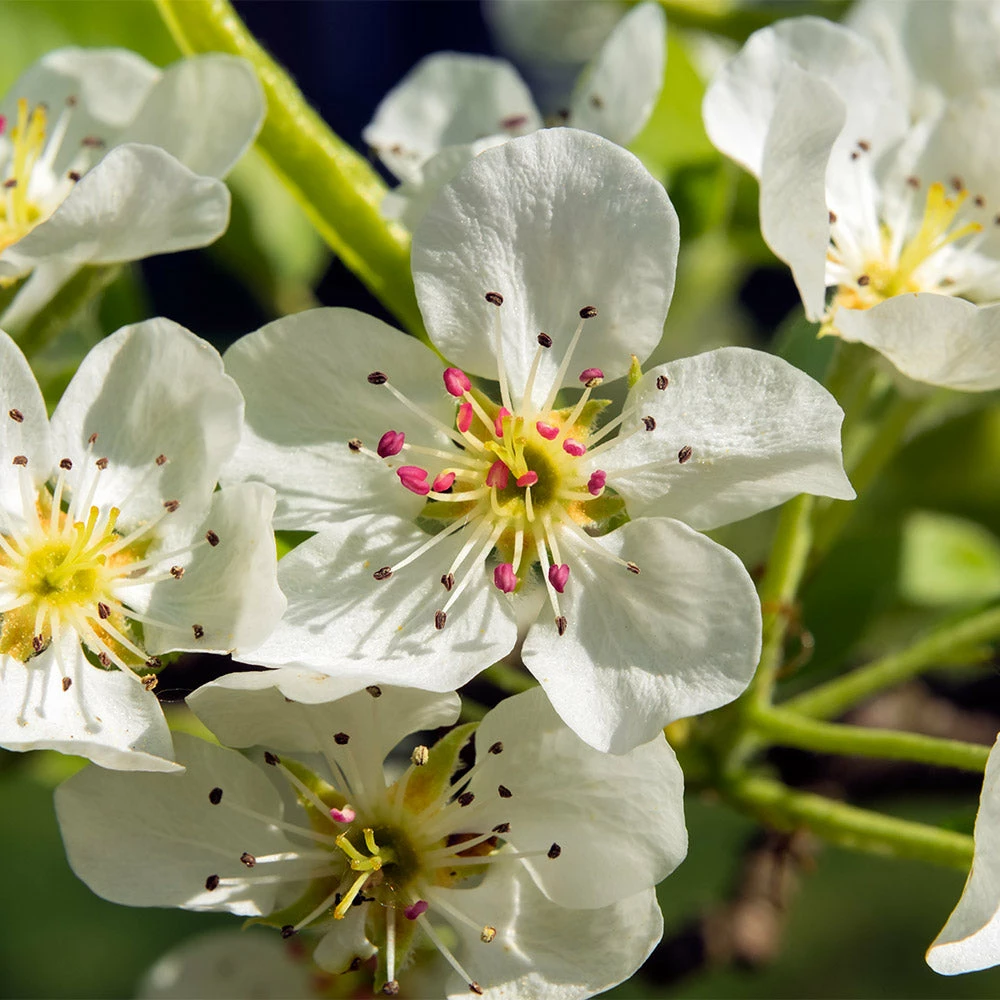 Brighter Blooms Luscious Pear Tree New Trees 4 Brighter Blooms Luscious Pear Tree New Trees