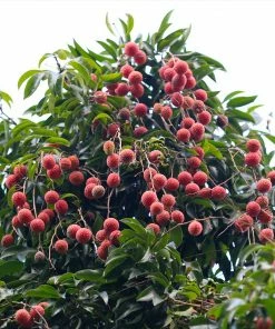 Brighter Blooms Lychee Tree 7 Brighter Blooms Lychee Tree