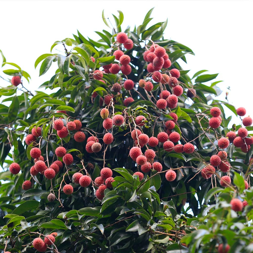 Brighter Blooms Lychee Tree 3 Brighter Blooms Lychee Tree