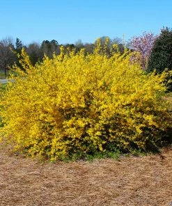 Brighter Blooms Lynwood Gold Forsythia Shrub