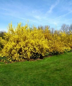 Brighter Blooms Lynwood Gold Forsythia Shrub