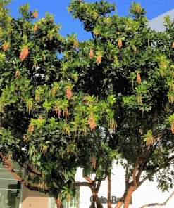 Brighter Blooms Fruit Trees Marina Strawberry Tree
