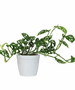 Brighter Blooms Monstera Adansonii Plant