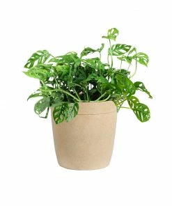 Brighter Blooms Monstera Adansonii Plant