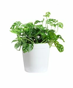 Brighter Blooms Monstera Adansonii Plant