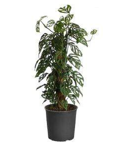 Brighter Blooms Monstera Adansonii Plant