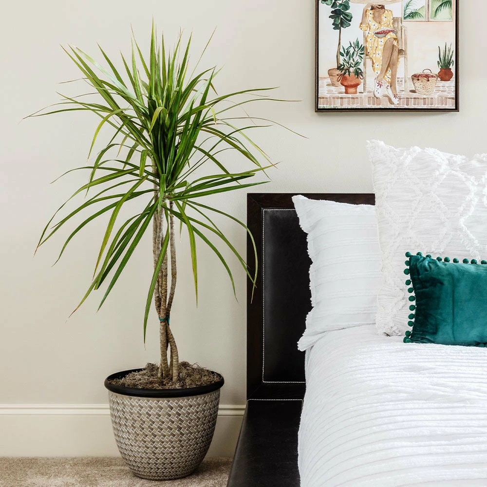 Brighter Blooms House & Patio Braided Madagascar Dragon Tree 2 Brighter Blooms House & Patio Braided Madagascar Dragon Tree