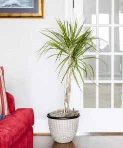 Brighter Blooms House & Patio Braided Madagascar Dragon Tree 13 Brighter Blooms House & Patio Braided Madagascar Dragon Tree