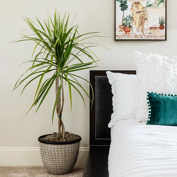 Brighter Blooms House & Patio Braided Madagascar Dragon Tree 1 Brighter Blooms House & Patio Braided Madagascar Dragon Tree