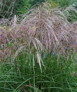 Brighter Blooms Morning Light Miscanthus 7 Brighter Blooms Morning Light Miscanthus