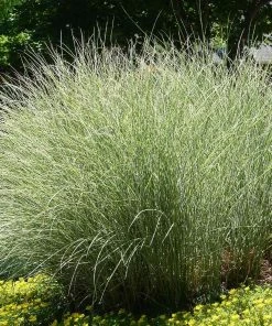 Brighter Blooms Morning Light Miscanthus 8 Brighter Blooms Morning Light Miscanthus