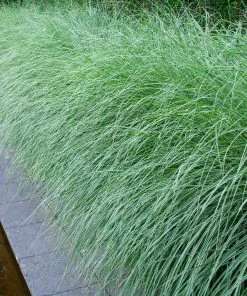 Brighter Blooms Morning Light Miscanthus