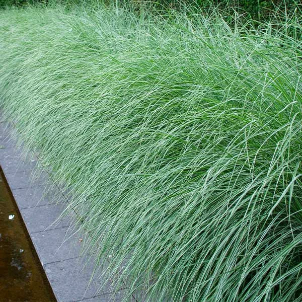 Brighter Blooms Morning Light Miscanthus 1 Brighter Blooms Morning Light Miscanthus