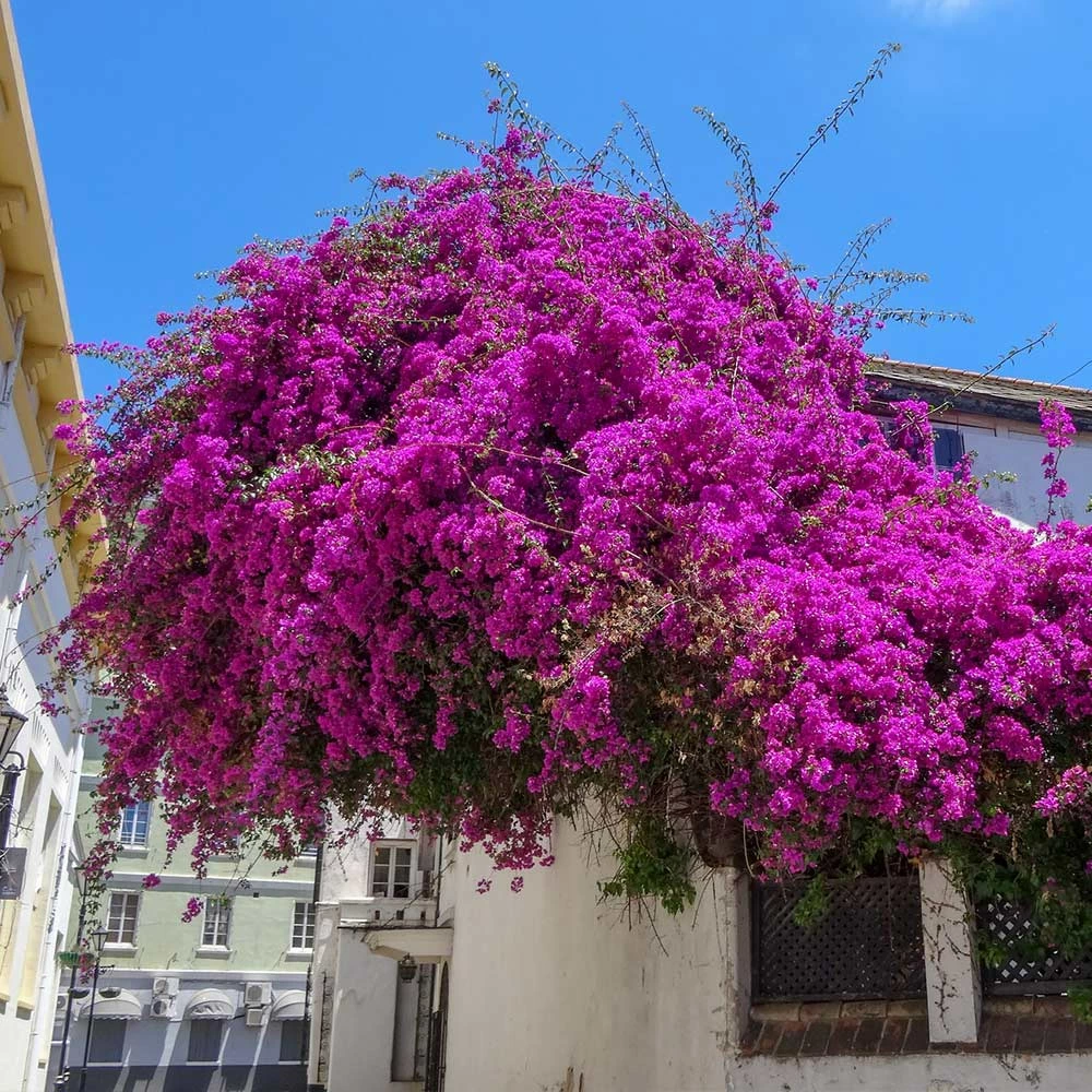 Brighter Blooms Majestic Purple Bougainvillea 2 Brighter Blooms Majestic Purple Bougainvillea